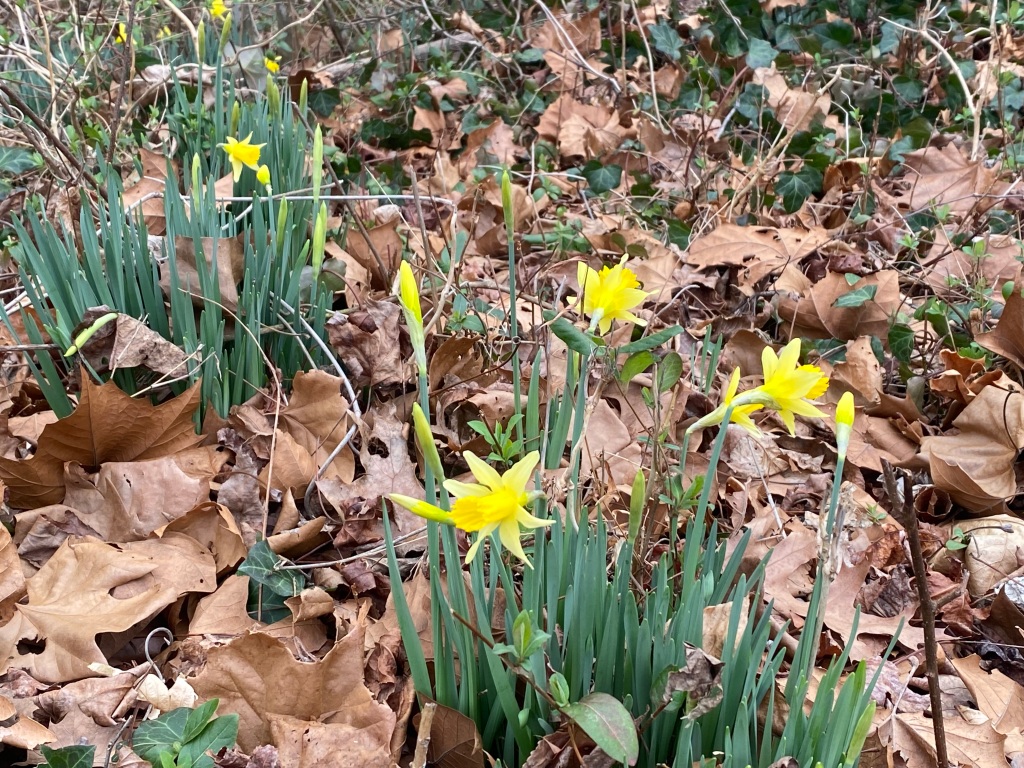 Daffodils Growing Wild